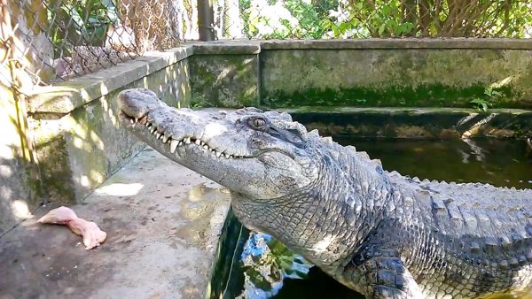 Nằm mơ thấy cá sấu đánh đề con gì chắc ăn nhất?