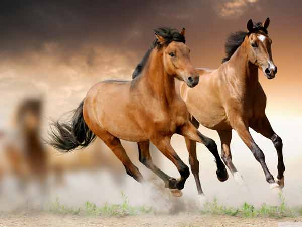 Mơ thấy con ngựa đánh đề con gì phất lên như diều gặp gió?