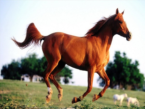 Mơ thấy ngựa nên đánh số đề bao nhiêu để trúng lớn?