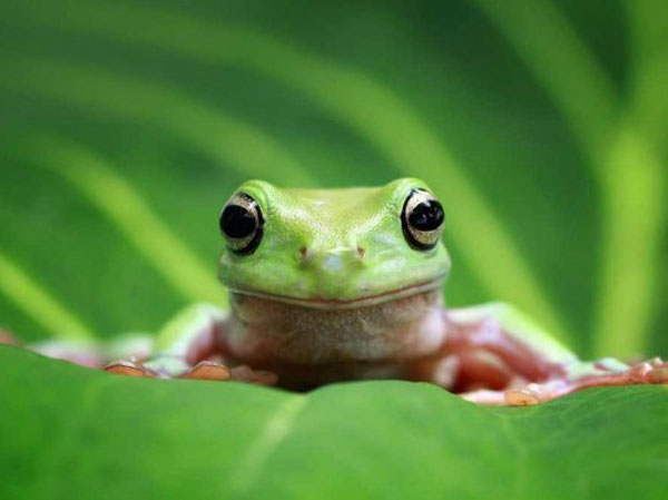 Mơ thấy ếch là điềm báo lành hay dữ