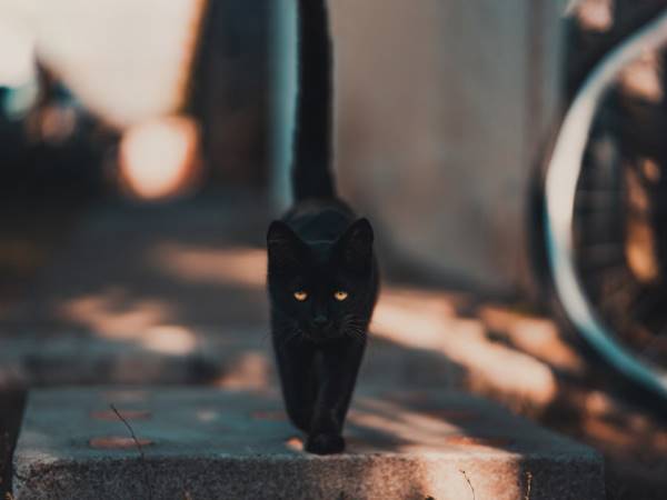 Mơ thấy mèo đen có điềm gì? Giải xui bằng cặp số nào?