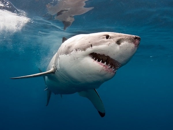 Chiêm bao mơ thấy cá mập tốt hay xấu, đánh con gì dễ trúng thưởng?