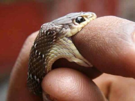 Mơ thấy rắn cắn mang ý nghĩa điềm báo gì?