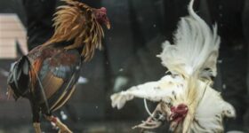Chọi gà – Nét độc đáo trong nền văn hóa Mexico