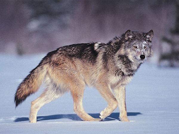 Mơ thấy chó sói đánh số mấy đổi đời? Điềm dữ hay lành?